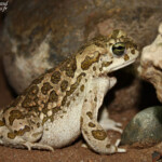 Crapaud vert d'Afrique, Bufo boulengeri, Maroc