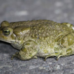 Crapaud vert, Arménie