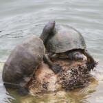 Emyde lépreuse, Massa