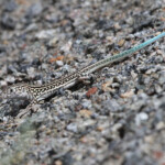 Eremias strauchi, Meghri, Arménie