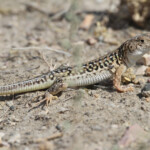 Eremias strauchi, Vedi, Arménie