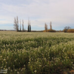 Prairies autour de l'étang de Berre