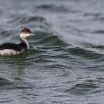 Grèbe à cou noir, Étang de Berre
