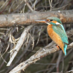 Martin pêcheur d'Europe, Salins de Berre