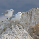 Goélands cendrés, adulte et 1er hiver, Salins de Berre