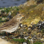 Pipit spioncelle, Étang de Berre