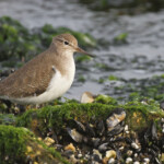 Chevalier guignette, Étang de Berre