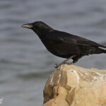 Corneille noire, Étang de Berre