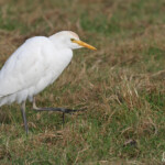 Héron garde-bœufs, Étang de Berre