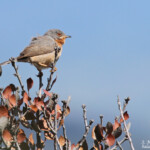 Fauvette passerinette, Sylvia cantillans, Sainte-Victoire, 13.