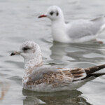 Goéland cendré 1er hiver et Mouette rieuse, Salins de Berre