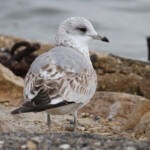Goéland cendré 1er hiver, Salins de Berre