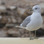 Goéland cendré adulte, Salins de Berre