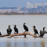 Grands Cormoran, Phalacrocorax carbo, Étang de Berre, 13
