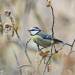 Mésange bleue - Gravières (13)