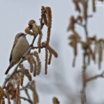 Rémiz penduline - Gravières (13)