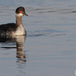 Grèbe à cou noir, Étang de l'Estomac, Fos-sur-mer