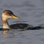 Grèbe jougris, Étang de l'Estomac, Fos-sur-mer
