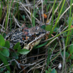 Grenouille sp, Norvège