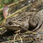 Grenouille rieuse, Arménie