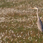 Héron cendré, Aix-en-Provence