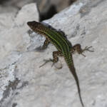 Lézard hispanique, Andalousie, Espagne