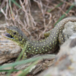 Lézard ocellé, Catalogne, Espagne