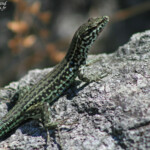 Lézard tyrrhenien, Corse