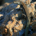 Lézard tyrrhenien, Corse