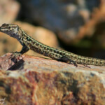 Lézard tyrrhenien, Corse