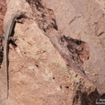 Lézard de Vaucher, Podarcis vaucheri, Oukaimeden, Maroc
