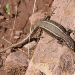 Lézard de Vaucher, Podarcis vaucheri, Oukaimeden, Maroc