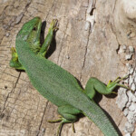 Lézard vert, Aiguamolls, Espagne