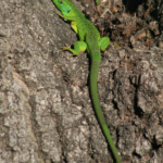 Lézard vert, Hyères, France