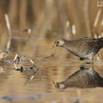 Marouette ponctuée, Étang de Berre