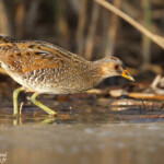 Marouette ponctuée, Étang de Berre