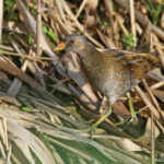 Marouette ponctuée, Porzana porzana, Roubaud (Hyères, 83)