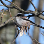 Mésange à longue queue - Sainte-Baume