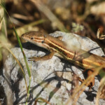 Psammodrome algire, Andalousie, Espagne