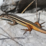 Psammodrome algire, Andalousie, Espagne