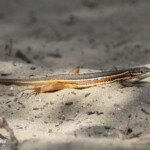 Psammodrome algire, Andalousie, Espagne