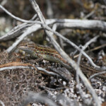 Psammodrome d'Edwards, Plaine des Maures, Var, France