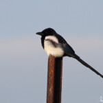 Pie bavarde, Berre, 13