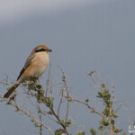 Pie-grièche isabelle, Lanius isabellinus, Hyères, France