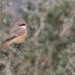 Pie-grièche isabelle, Lanius isabellinus, Hyères, France