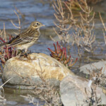 Pipit farlouse, Anthus pratensins, Camargue, 13