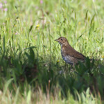 Grive musicienne, Porquerolles