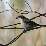 Pie-grièche à tête rousse ssp. badius (Porquerolles)