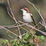 Pie-grièche à tête rousse ssp. badius (Porquerolles)