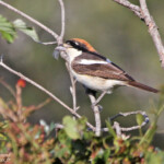 Pie-grièche à tête rousse ssp. badius (Porquerolles)